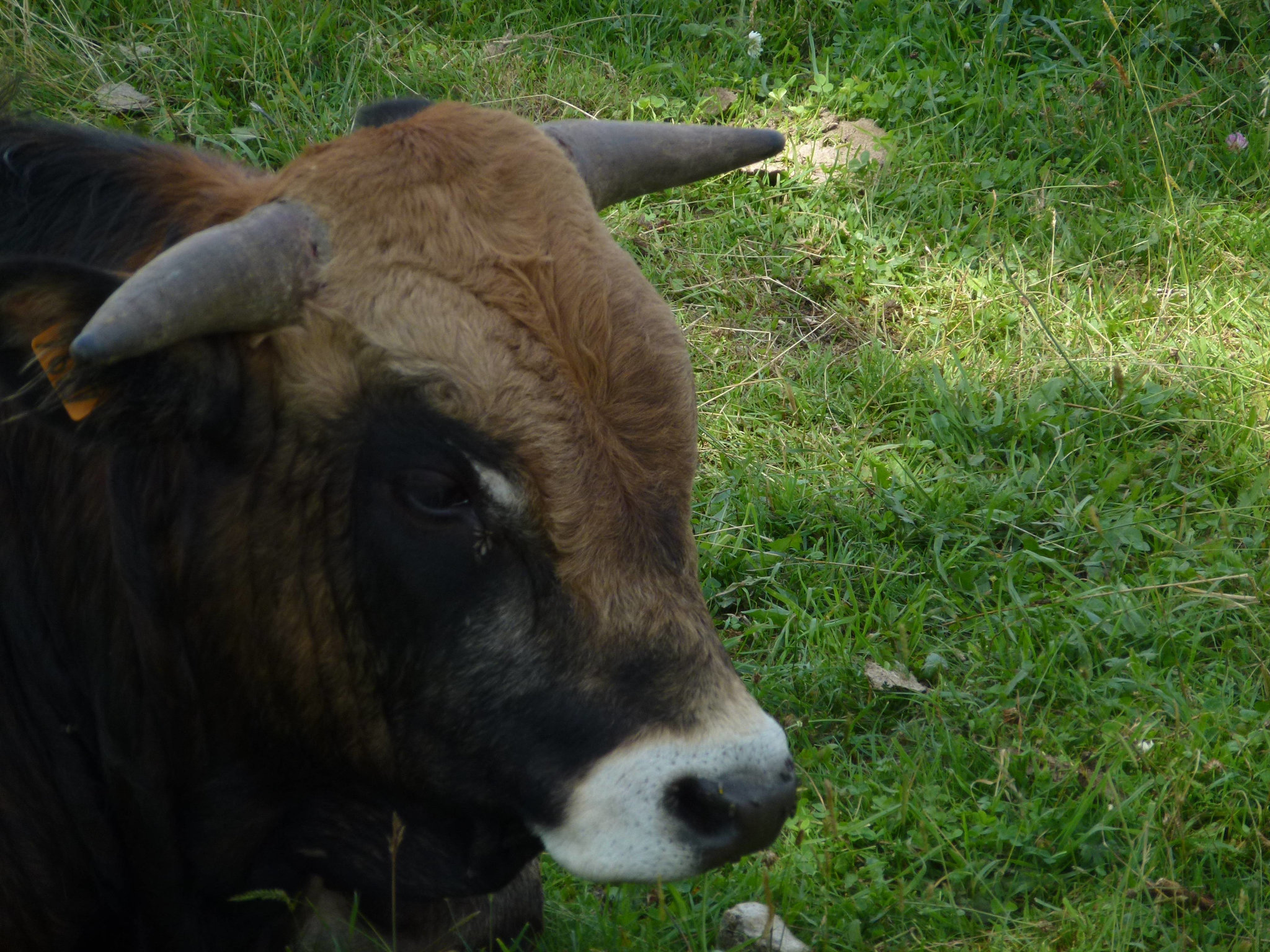 20140723 -27 Nasbinals Aubrac VTT Marche (203) al