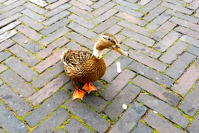 Street Duck