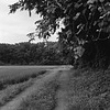 Mud road in paddy field