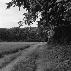 Mud road in paddy field