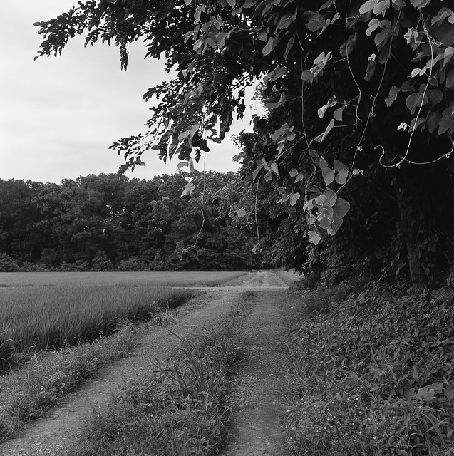 Mud road in paddy field