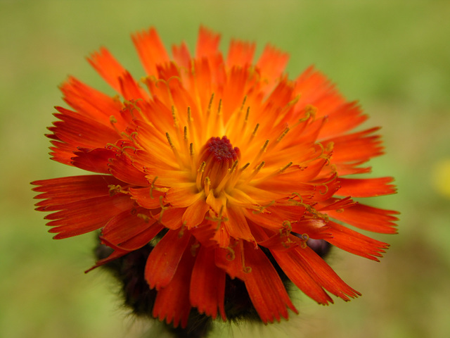 Orange Hawkweed Orange Hawkweed