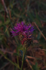 Montoison - Drôme