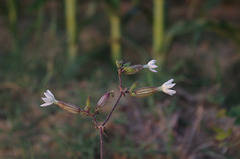 Montoison - Drôme