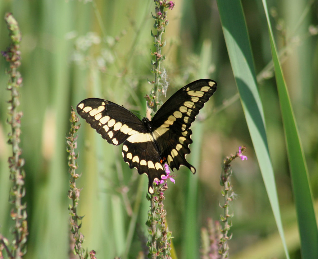 grand porte-queue/giant swallowtail