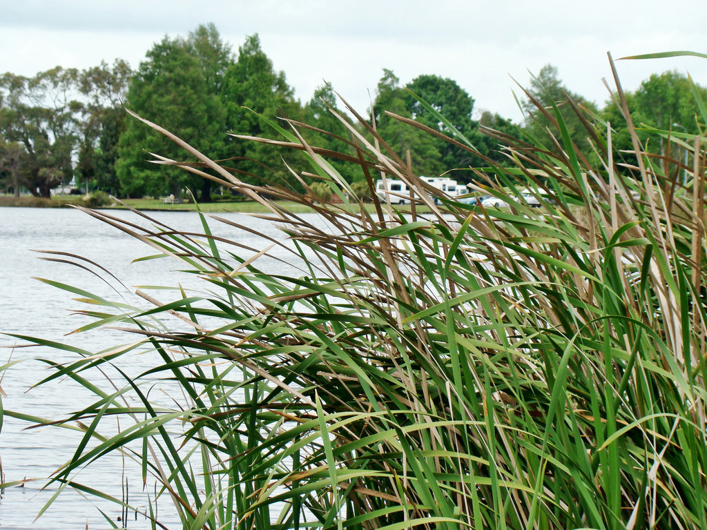 Hamilton Lake Reeds .