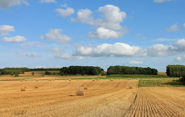 Champ de blé picard