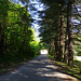 forêt de Saoû
