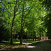 forêt de Saoû