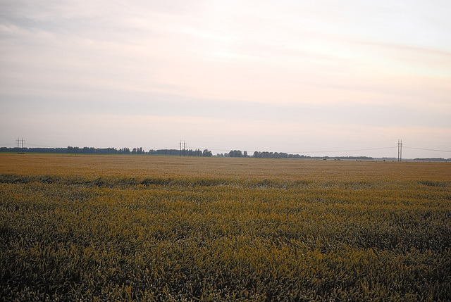 ein Feld bei Sonnenuntergang