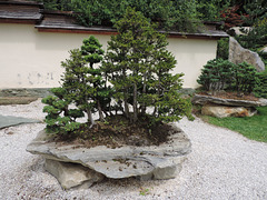 Bonsai-Museum Seeboden