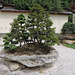 Bonsai-Museum Seeboden