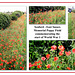 Seaford's poppy field commemorating the start of World War 1