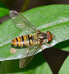 Hoverfly. Episyrphus balteatus