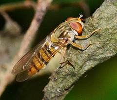 Hoverfly. Episyrphus balteatus