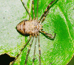 Harvestman. Phalangiids