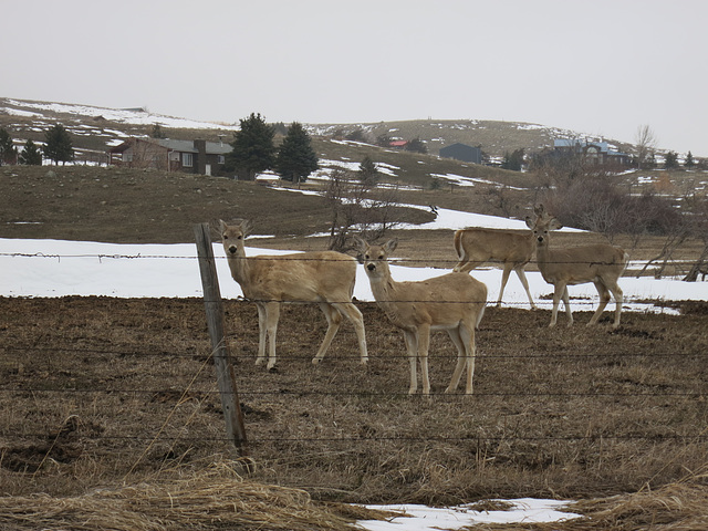 Deer near Fort Phil Kearny