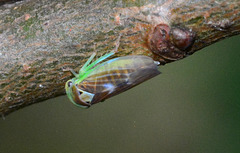 Leafhopper. family Cicadellidae