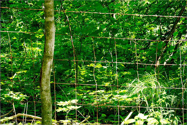 Fence Fence