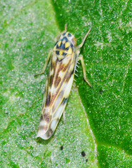 Leafhopper. family Cicadellidae