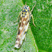 Leafhopper. family Cicadellidae