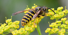 Possibly Tree Wasp. Dolichovespula sylvestris