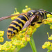 Possibly Tree Wasp. Dolichovespula sylvestris