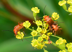 Soldier Beetles. Rhagonycha fulva