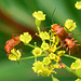Soldier Beetles. Rhagonycha fulva