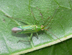 Black Kneed Capsid. Blepharidopterus angulatus