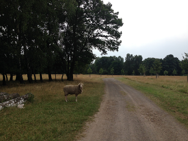 Einsames Schaf und die Herde ist weit weg....