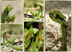 Fototermin bei einer Europäischen Gottesanbeterin (Mantis religiosa)  ©UdoSm