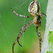 Long- Jawed Orb Web Spider. Tetragnathidae