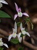 Triphora trianthophora (Three-birds orchid) forma albifloraa