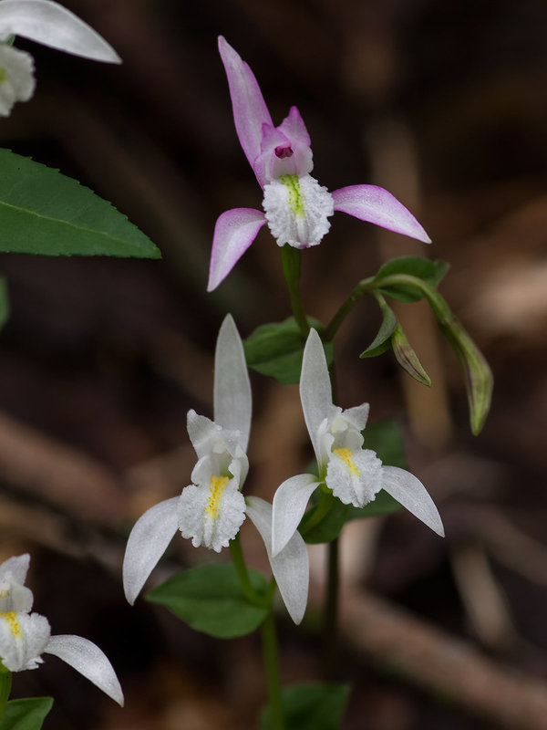 Triphora trianthophora (Three-birds orchid) forma albifloraa