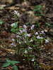 Triphora trianthophora (Three-birds orchid)