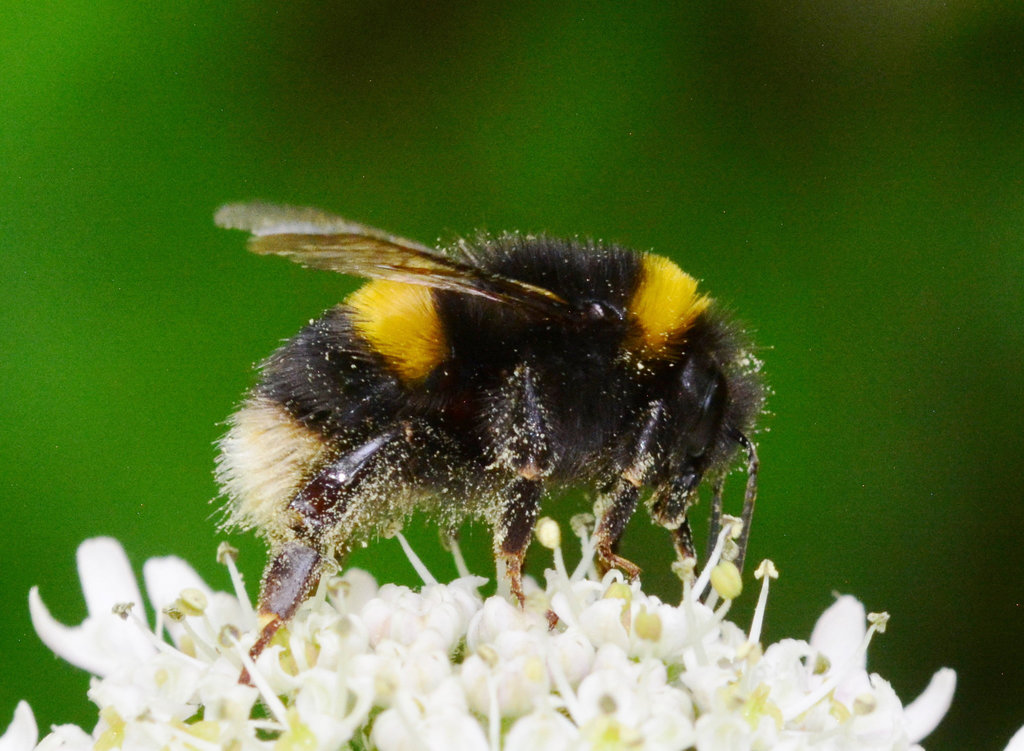 Bee