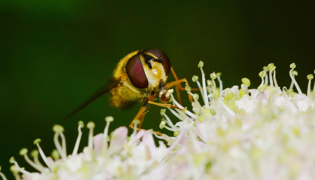 Hoverfly