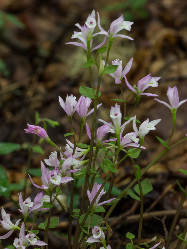 Triphora trianthophora (Three-birds orchid)