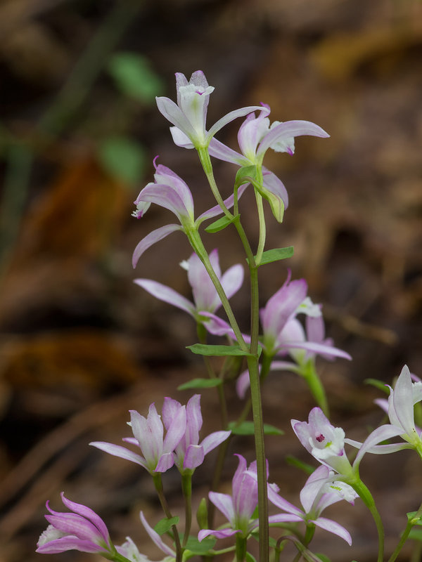 Triphora trianthophora (Three-birds orchid)