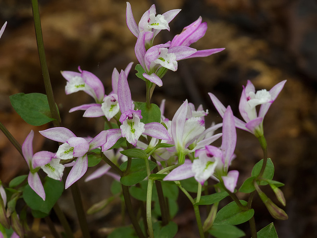 Triphora trianthophora (Three-birds orchid)