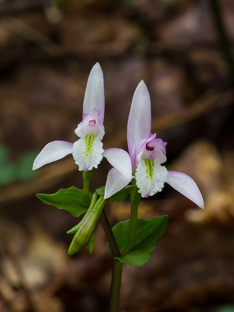 Triphora trianthophora (Three-birds orchid)