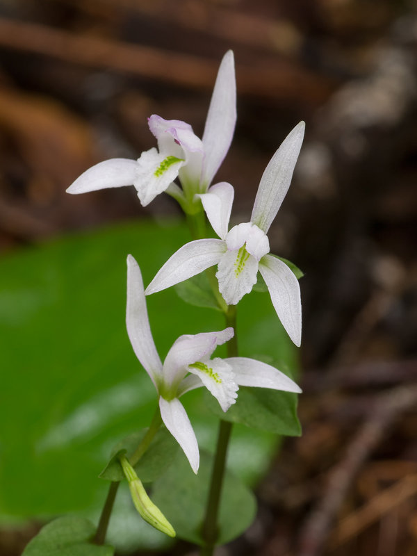 Triphora trianthophora (Three-birds orchid)