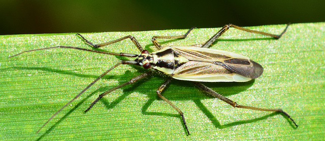 Grypocoris stysi,male.