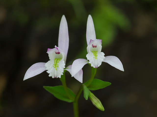 Triphora trianthophora (Three-birds orchid)