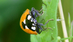 Seven-Spot Ladybird, Coccinella 7-punctata