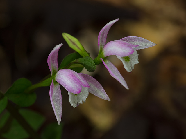 Triphora trianthophora (Three-birds orchid)