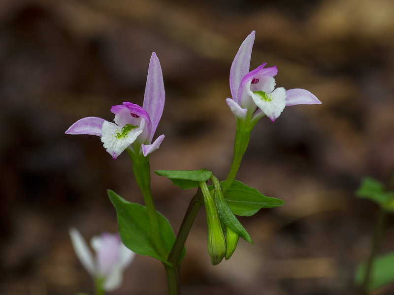 Triphora trianthophora (Three-birds orchid)