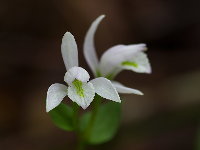 Triphora trianthophora (Three-birds orchid)