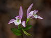 Triphora trianthophora (Three-birds orchid)